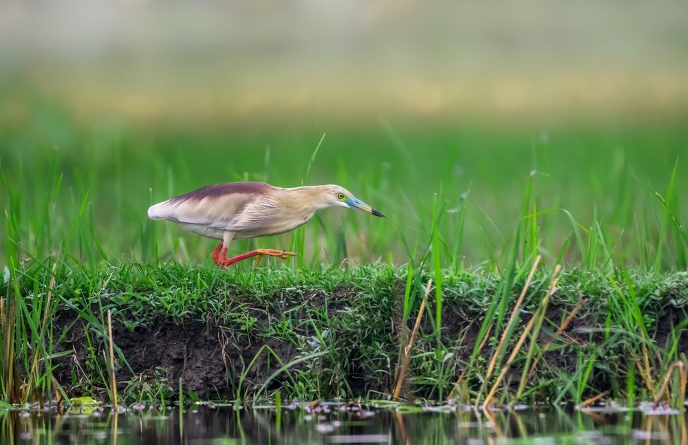 Photograph by dr.nadirujaman hemal Fakir