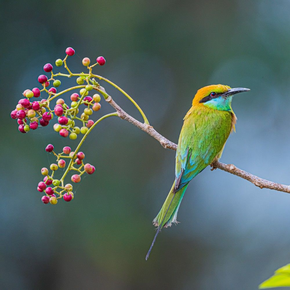 Bird photography