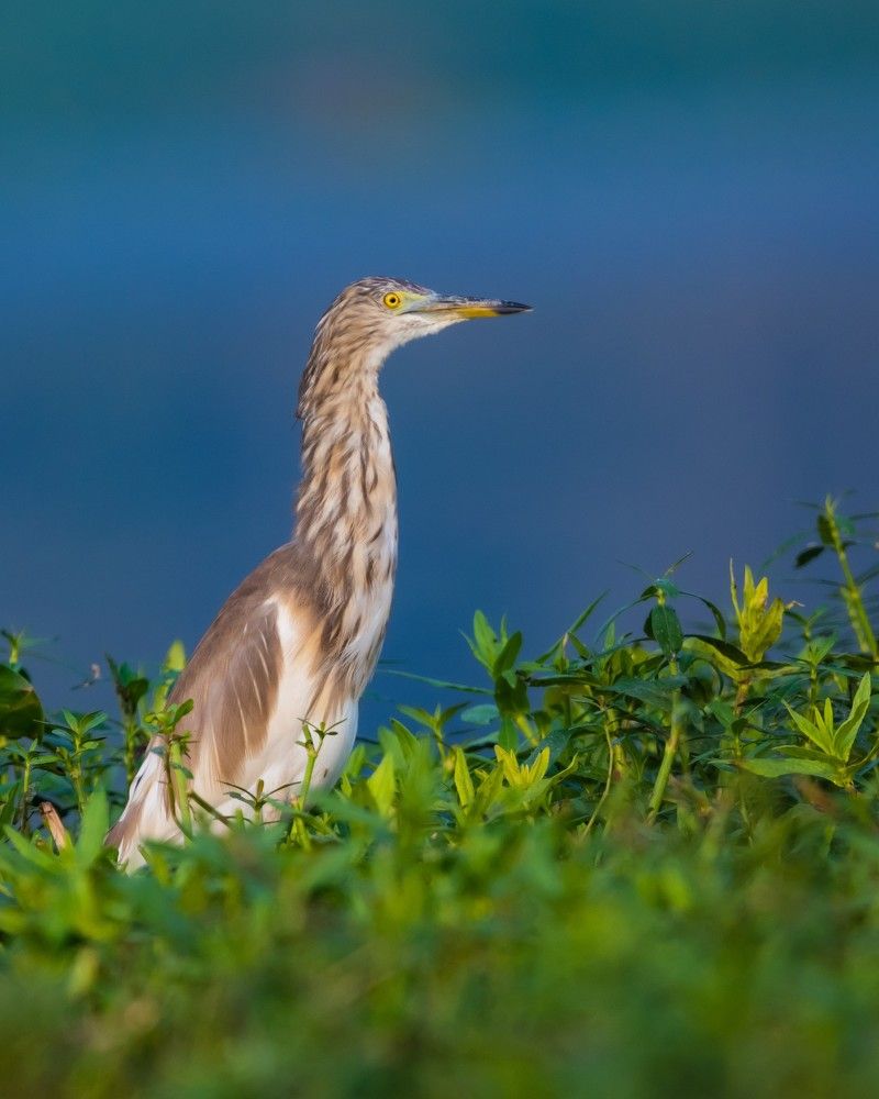 Bird photography