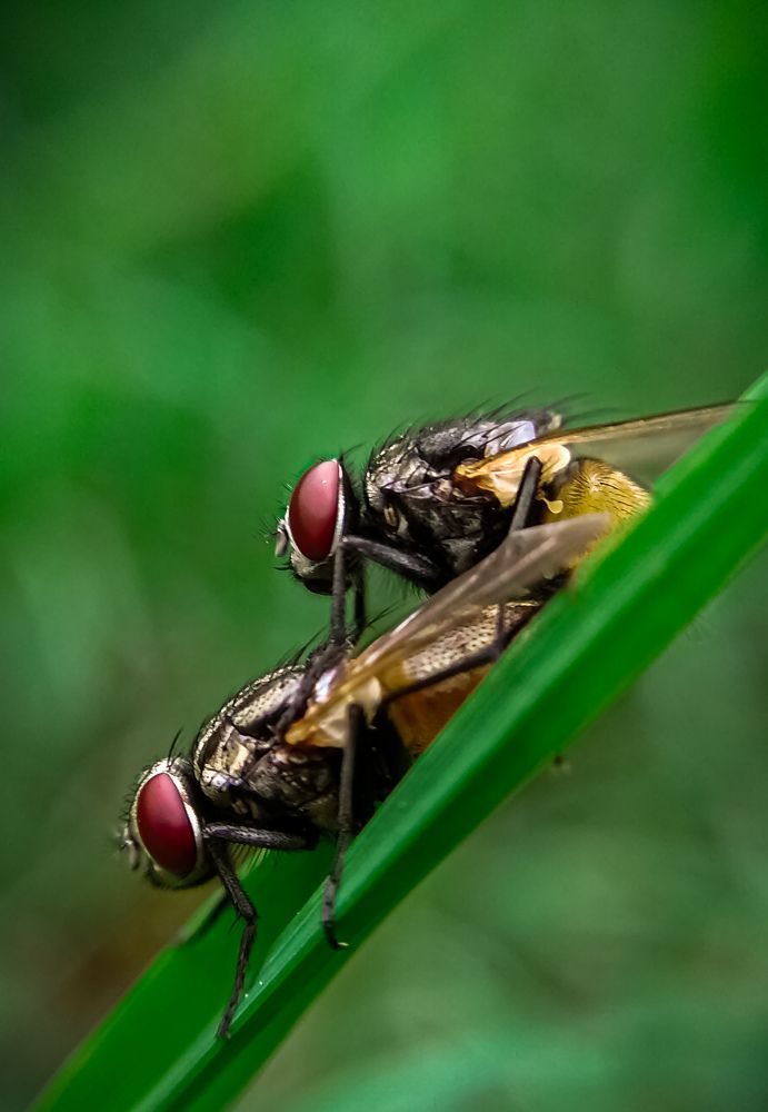 Romantic fly couple