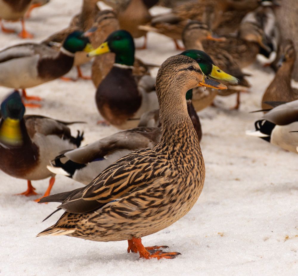 Photograph by Галина Эмберг