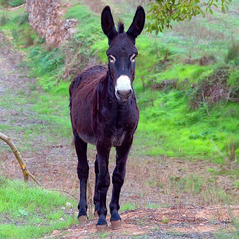 Photograph by Alejandro Suwezda