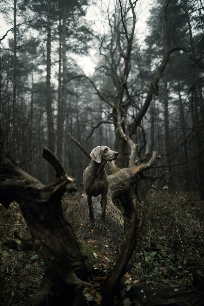 Photograph by Александра Липкина