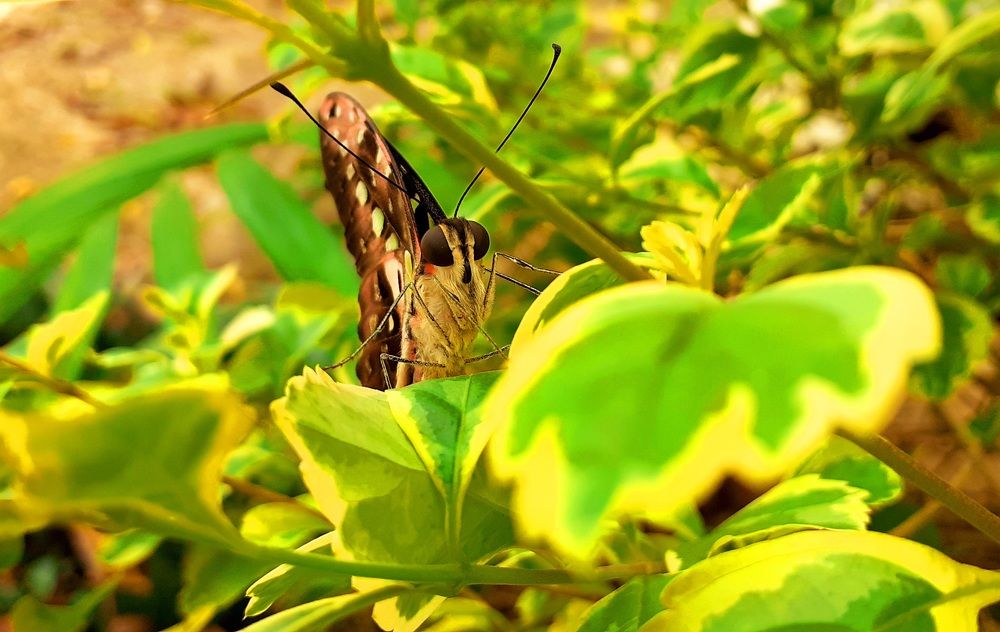 Graphium Agamemnon (The Tailed Jay)