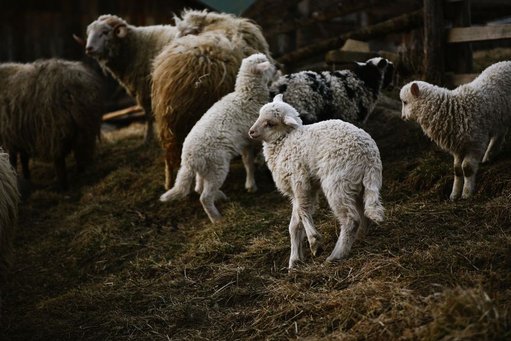 Photograph by Анастасия Маротчак