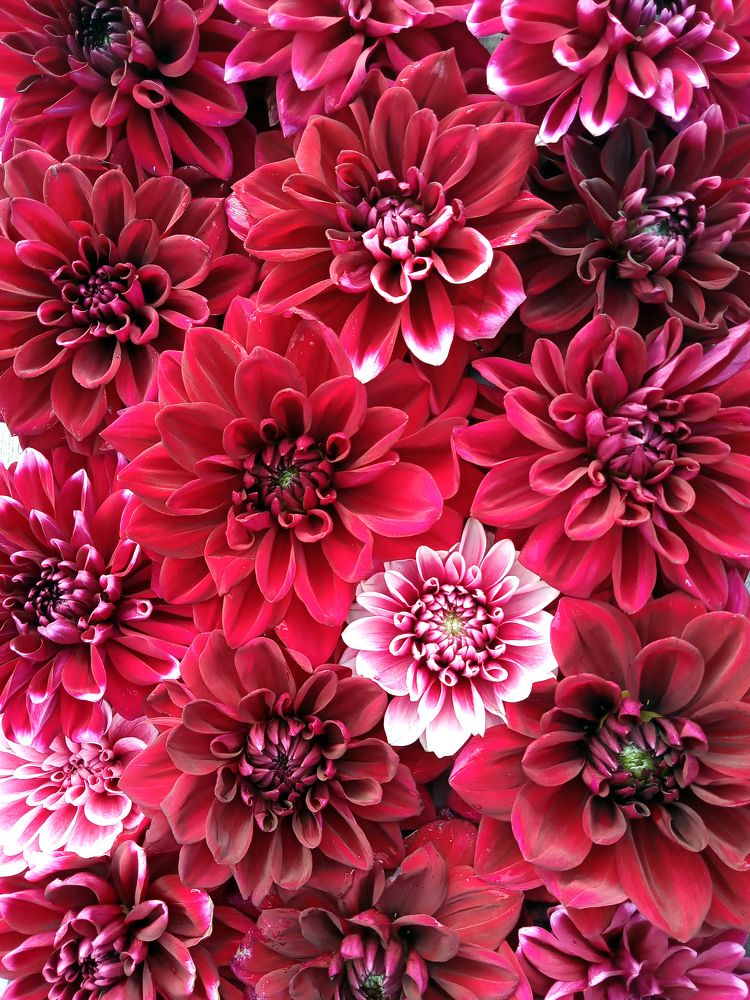 Photograph by Анастасия Старикова