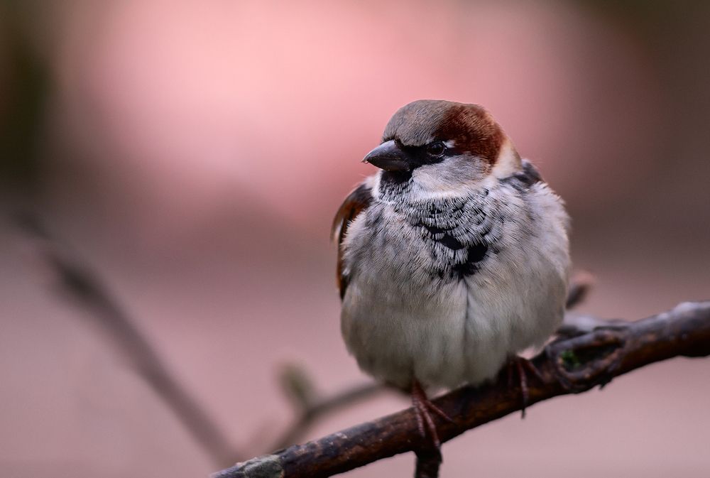 Photograph by Юлия Борт