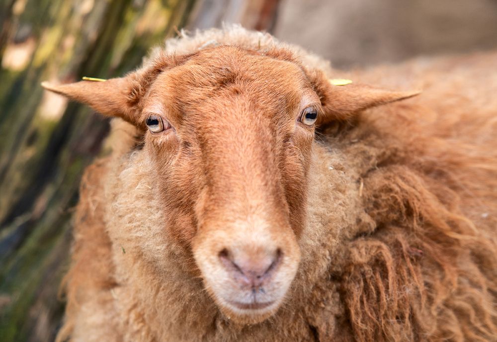 Photograph by Юлия Борт