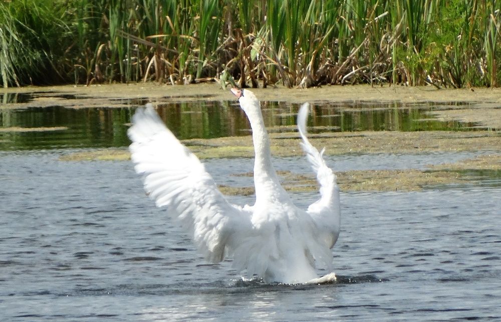 Photograph by Николай Худяков