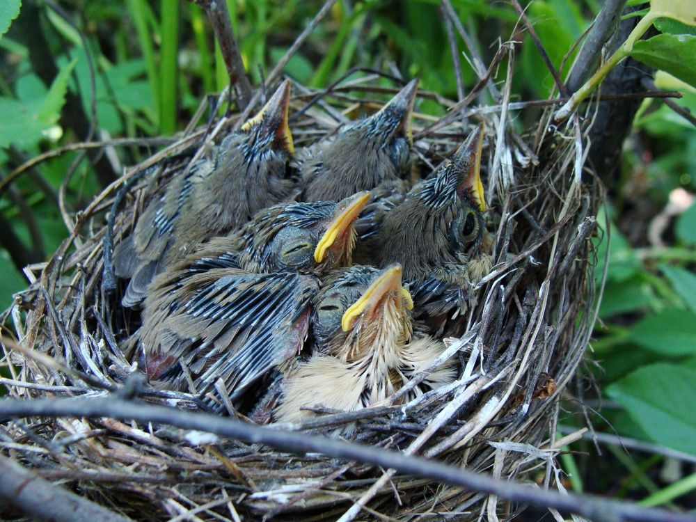 Photograph by Николай Худяков