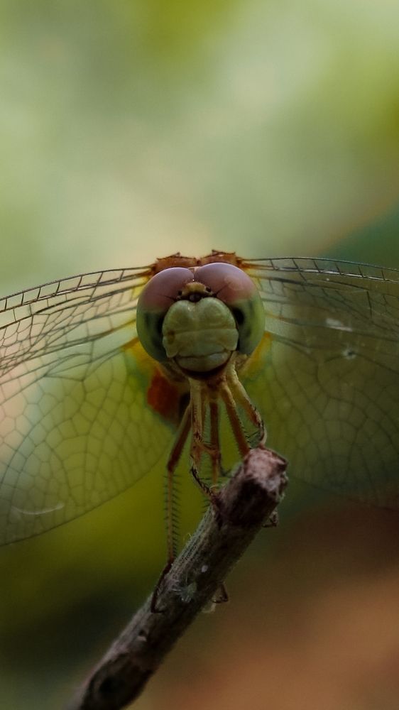 Dragonfly.