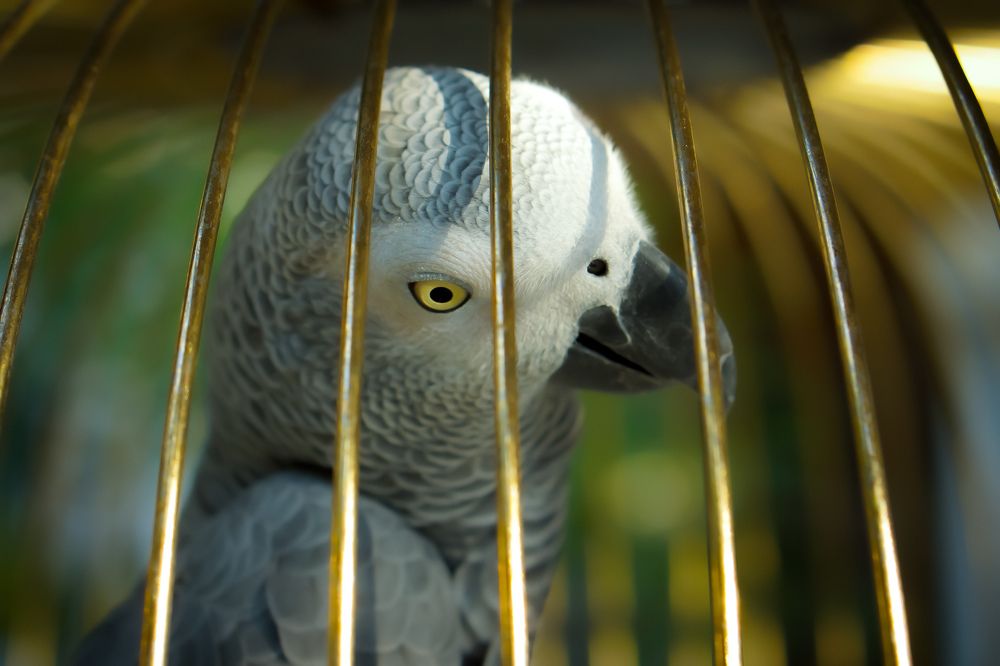 Photograph by Эльза Чанба