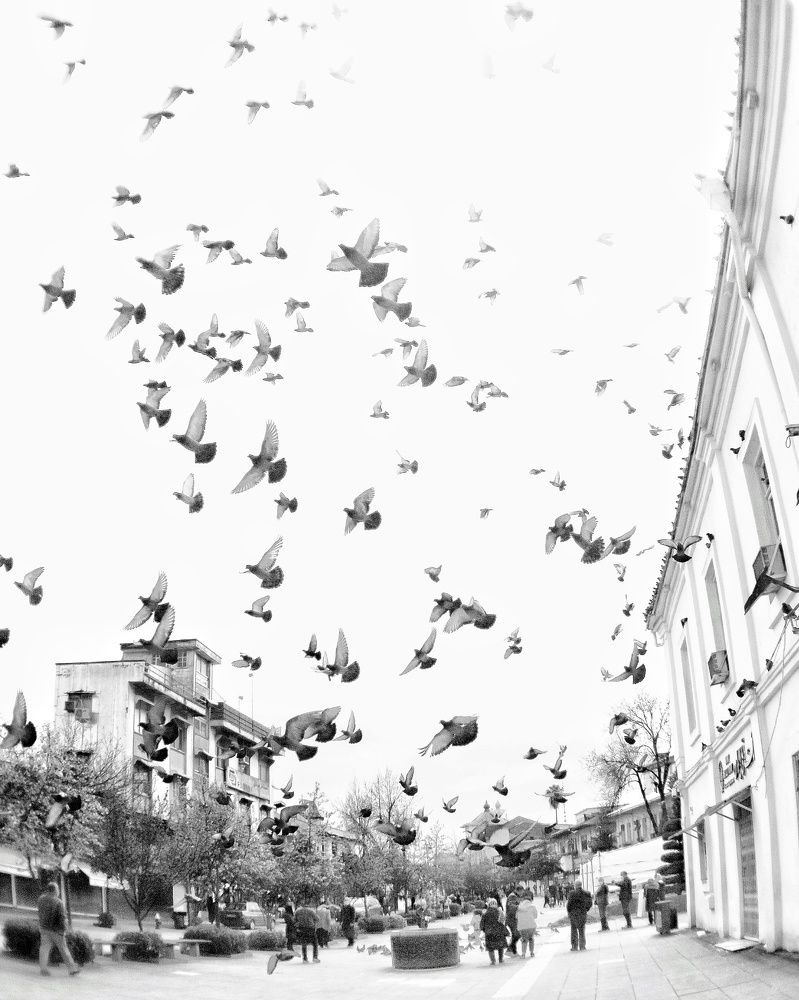 Photograph by Abolfazl Shahmiry