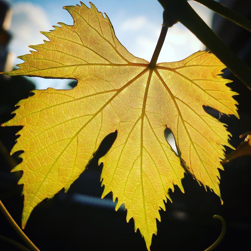 Photograph by Sharir Daniel