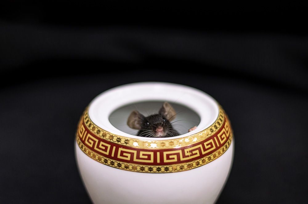 Photograph by Ксения Хачатурова