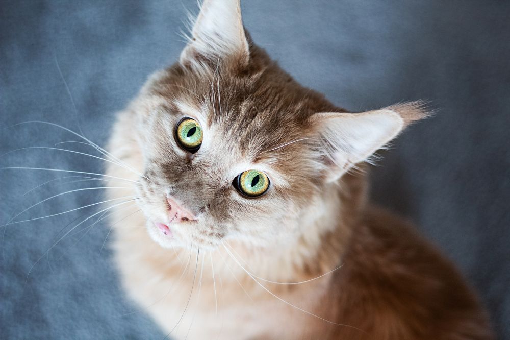 Фотография автора Дарина Фельдман