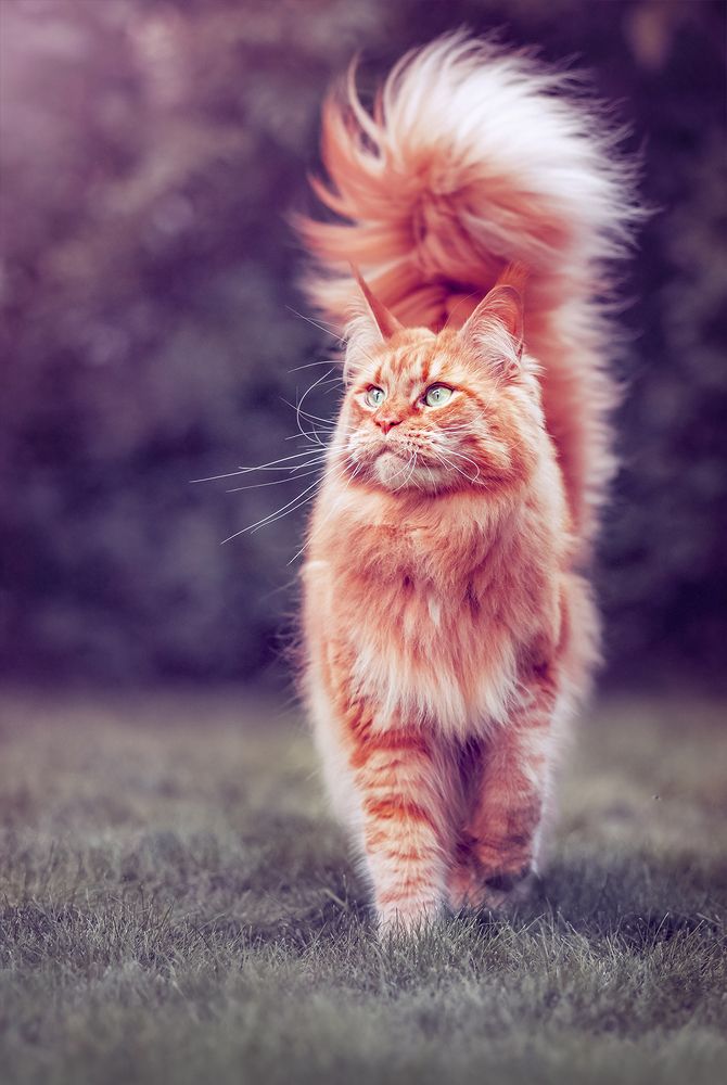 Прогулка королевы)