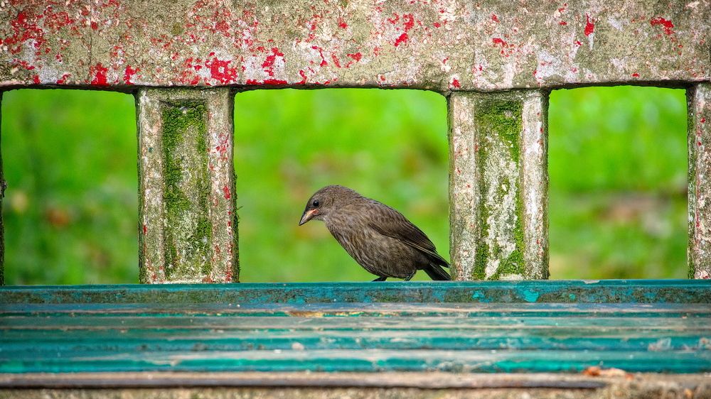 Photograph by Marcelo Luzzi