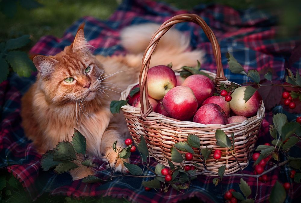 Яблочный спас