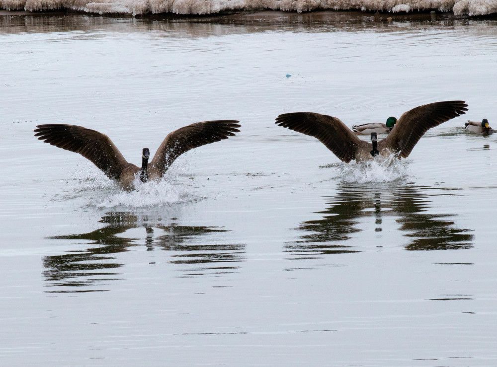 Best of Team - Canadian Goose