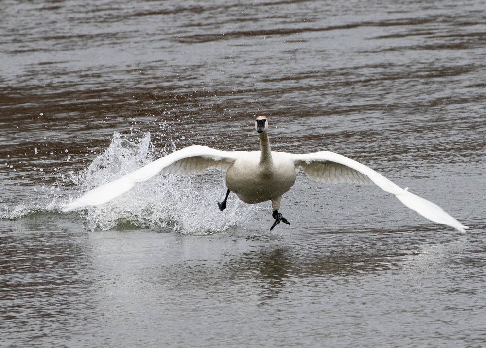 Swan -Take off