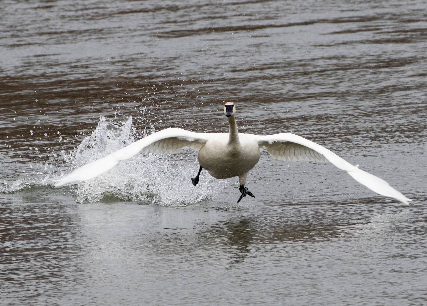 Swan -Take off