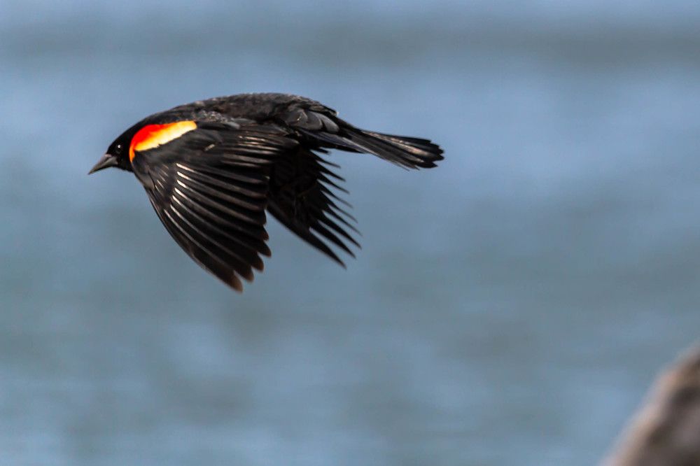 Birds on the move