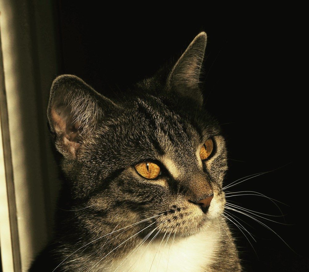 Фотография автора Kiss Gabor