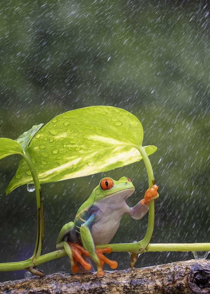 Frog with umbrella leafe