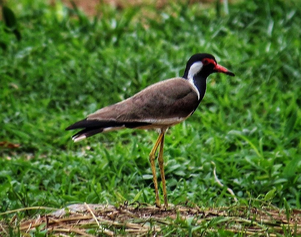 Photograph by Devendra More