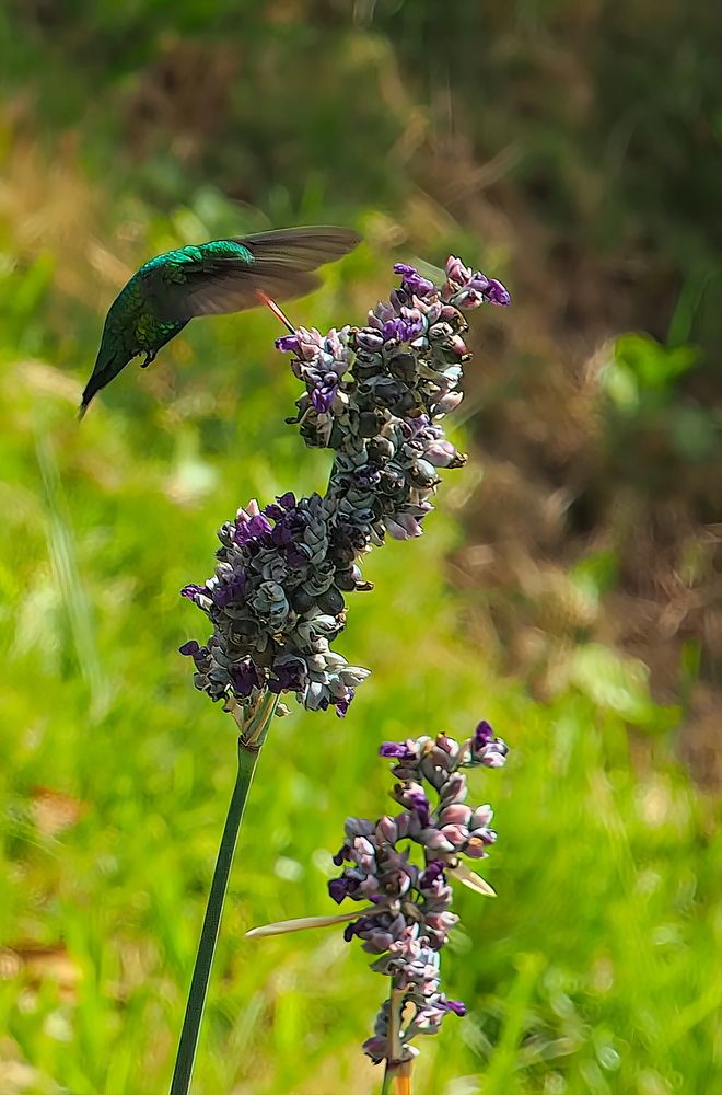 Photograph by Marcelo Luzzi