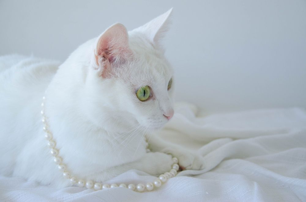 Фотография автора Марина Анищук