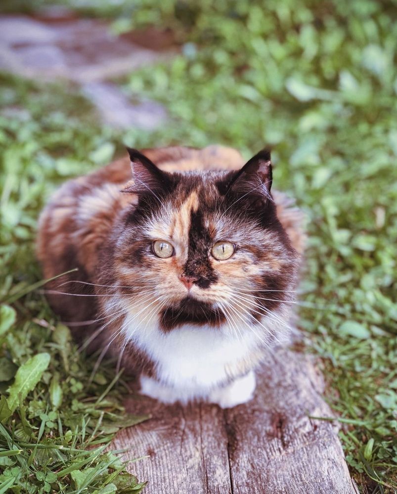 Жизнь удивительной кошки