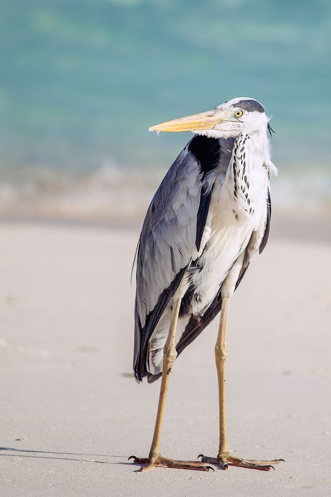 Photograph by Elena Gebert