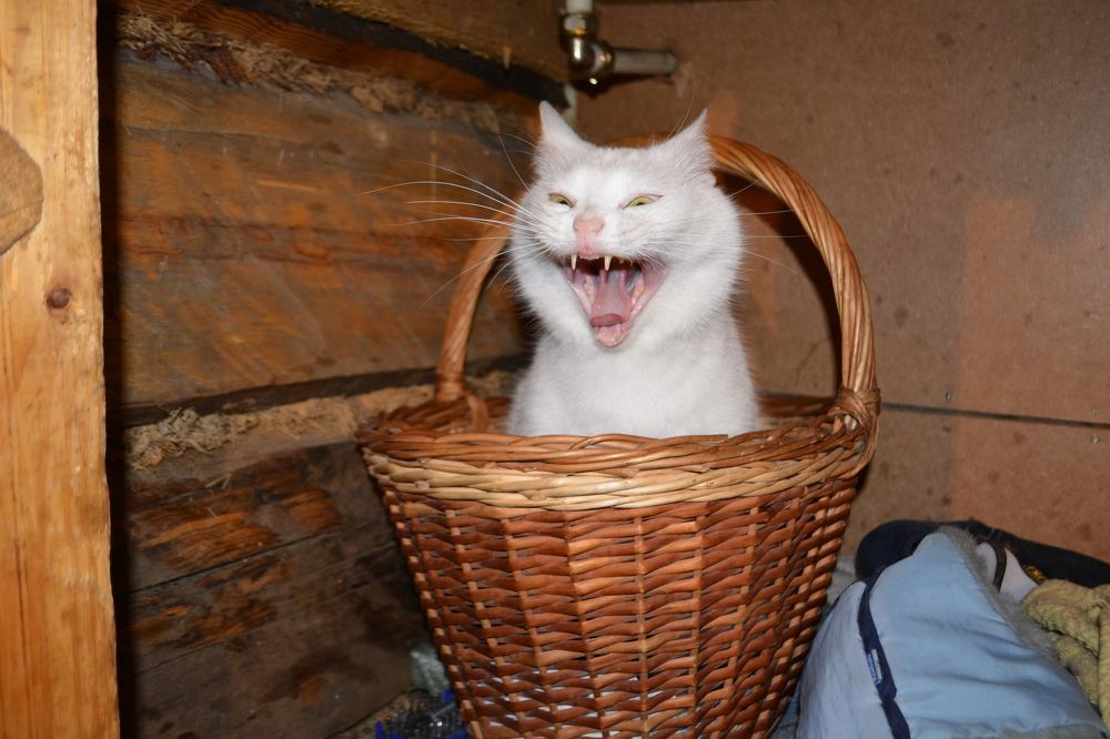 Кобра