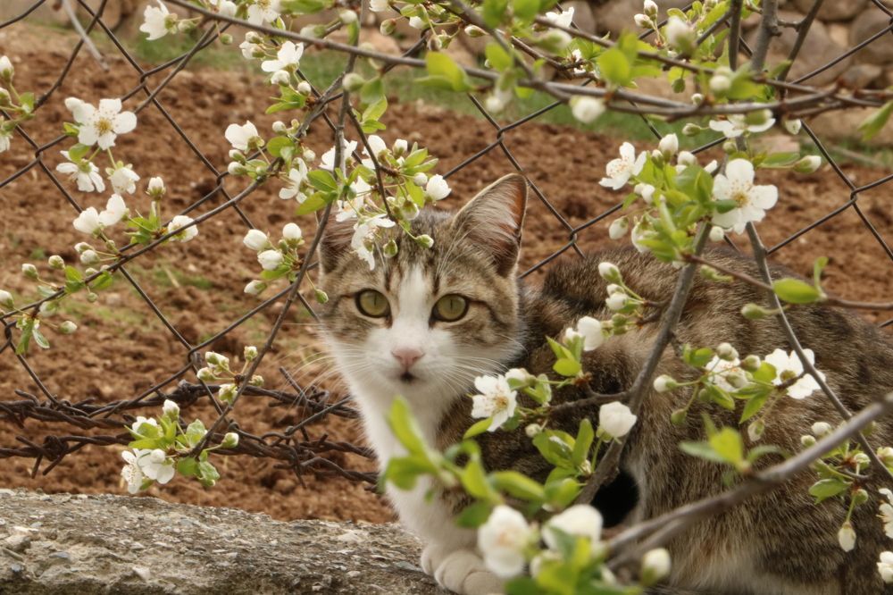 Photograph by Cengiz Yalcin