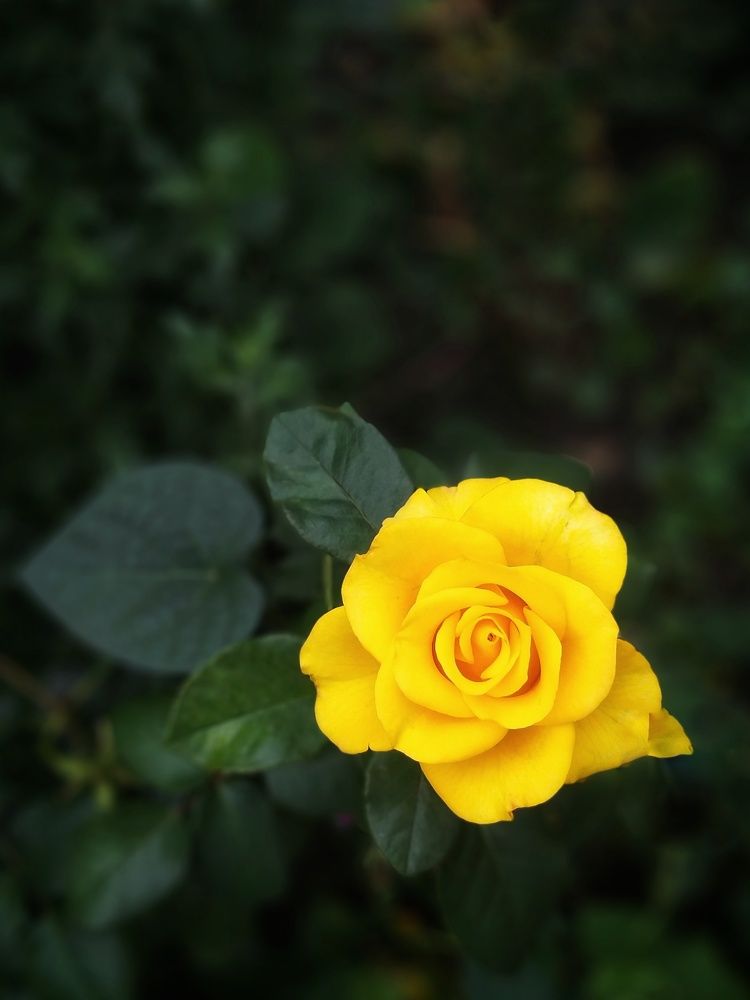 Одиночество