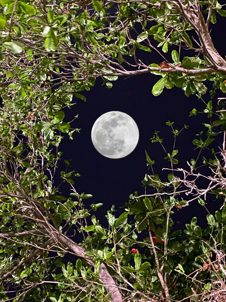 The moon in the trees