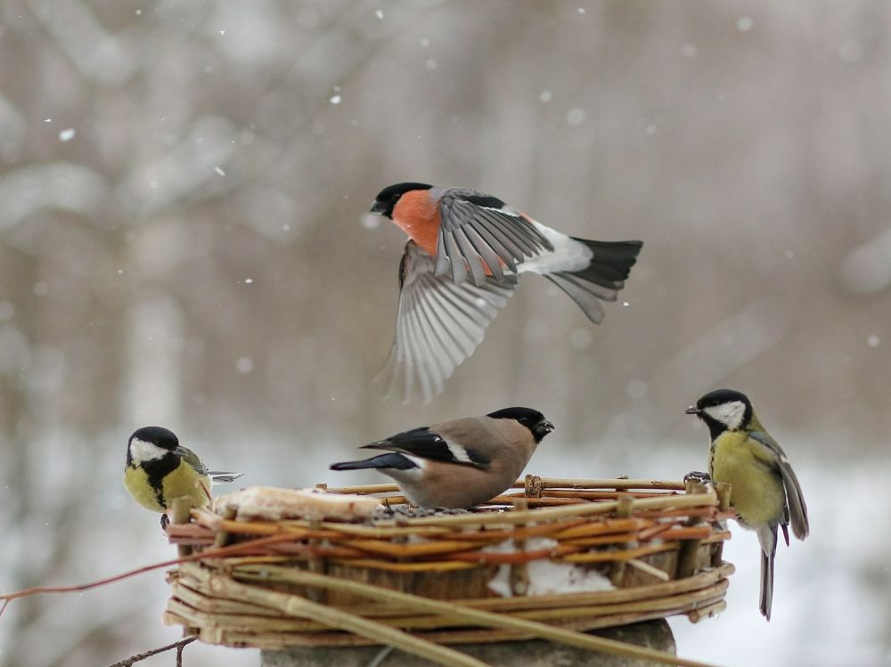 Photograph by Светлана Богомолова