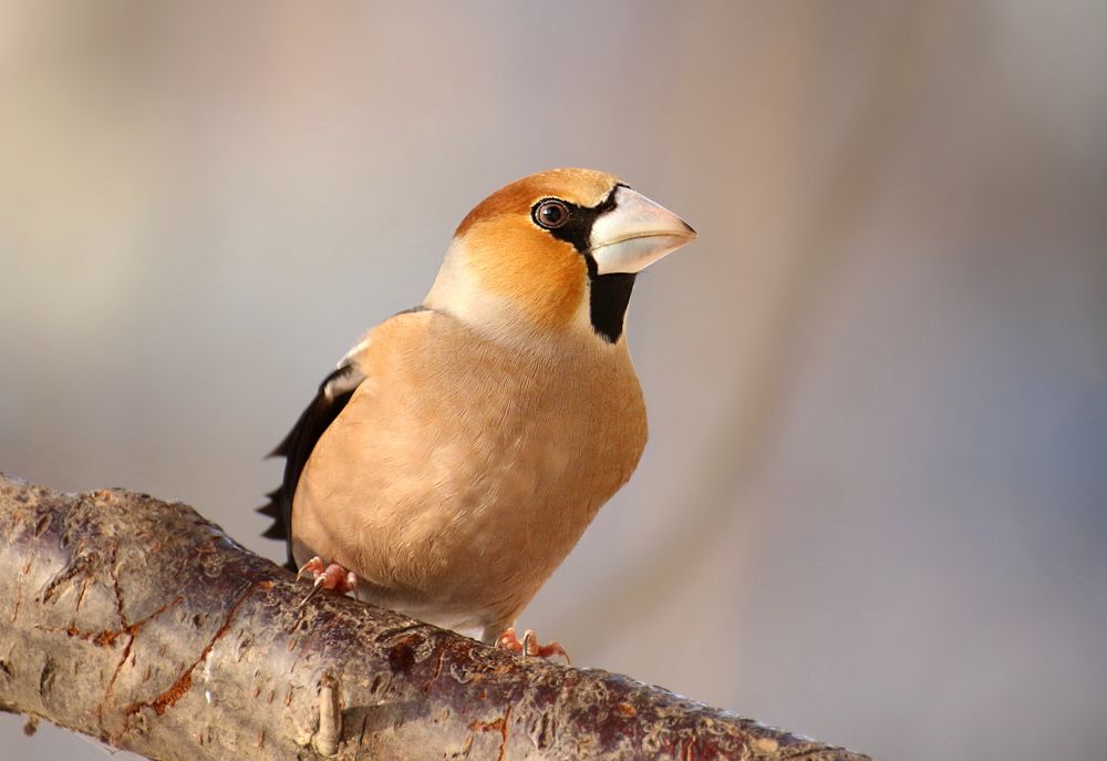 Photograph by Шруб (Беляева) Татьяна