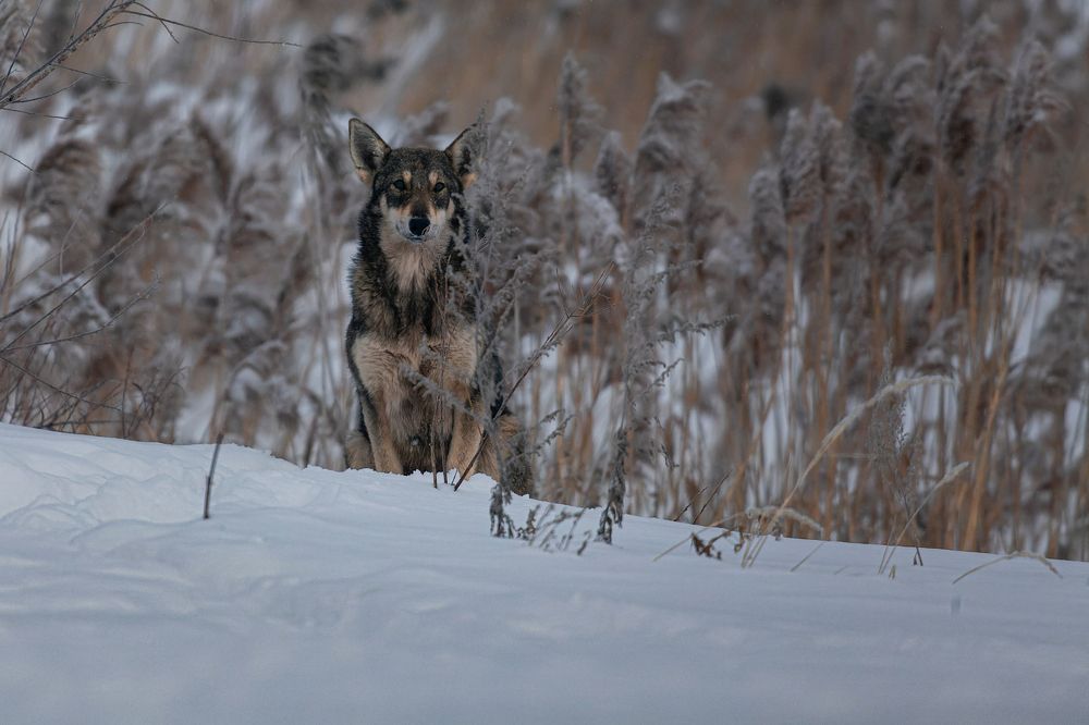 Photograph by Марат Кучкаев
