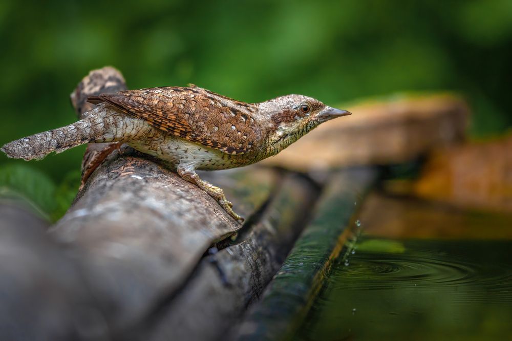 Photograph by Марат Кучкаев