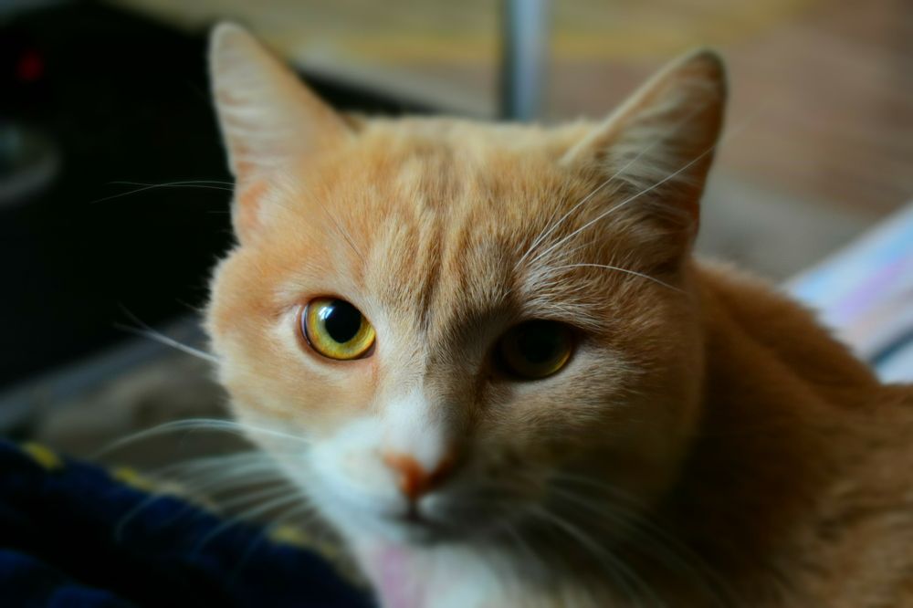 Фотография автора Tkachev Aleksey