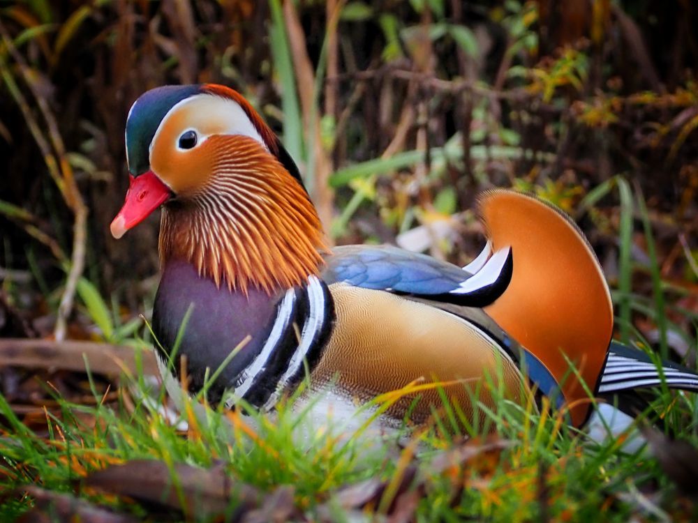 Photograph by Adrian Eperjessy