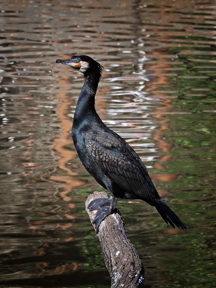 Photograph by Adrian Eperjessy