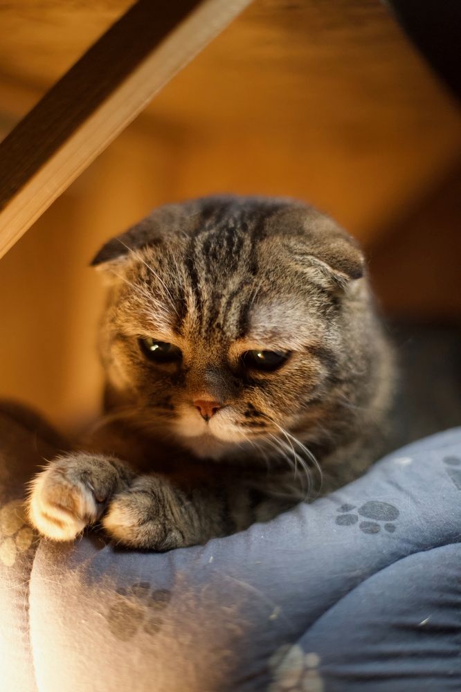 Жозефина (Жужу)