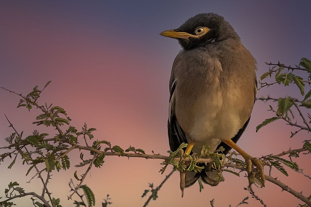 Common myna