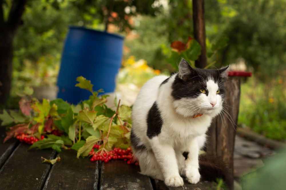 Бориска, свой парень