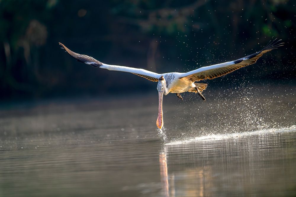 Photograph by Skanda SN