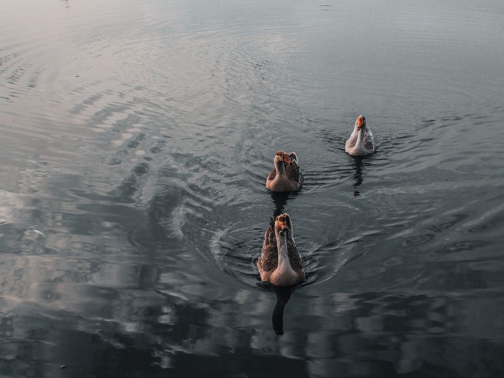 Photograph by Евгения Хоменко